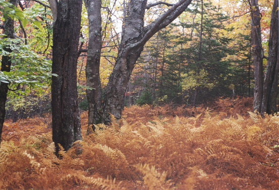 Ferns